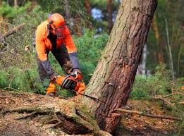 Madison, FL  Tree Services Company